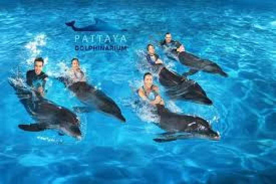 Pattaya Dolphinorium (REGULAR) (NO TRANSPORTATION)